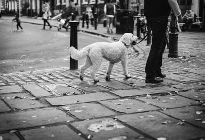 狗在人行道上行走的灰度照片